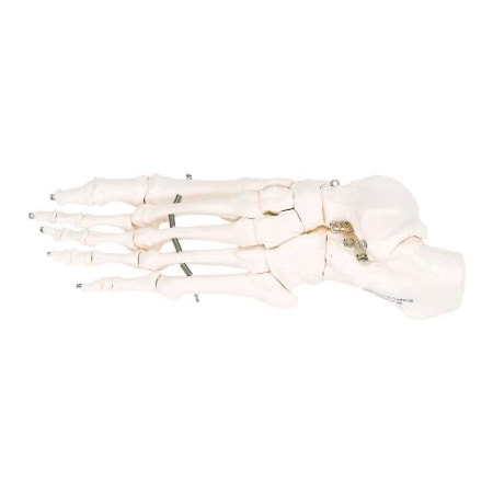 Fabrication Enterprises 3B Anatomical Model - Loose Bones, Foot Skeleton, Left 12-4584L